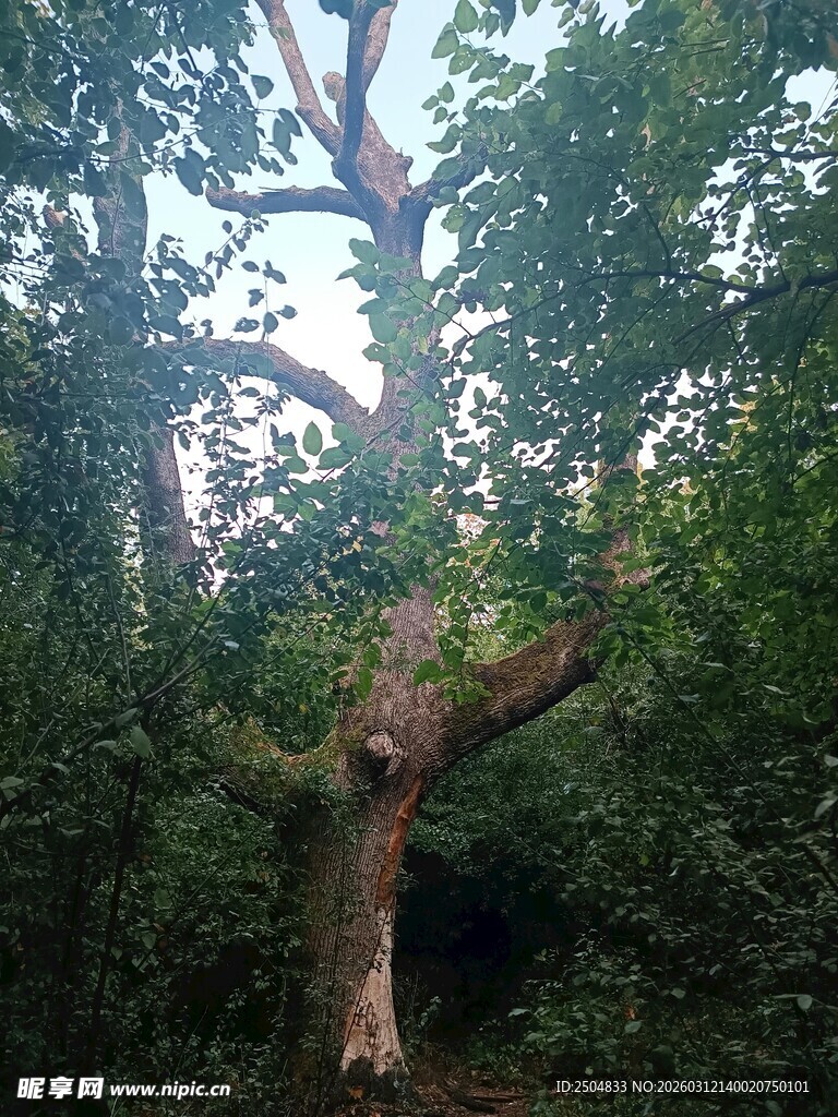 森林中的高大树木