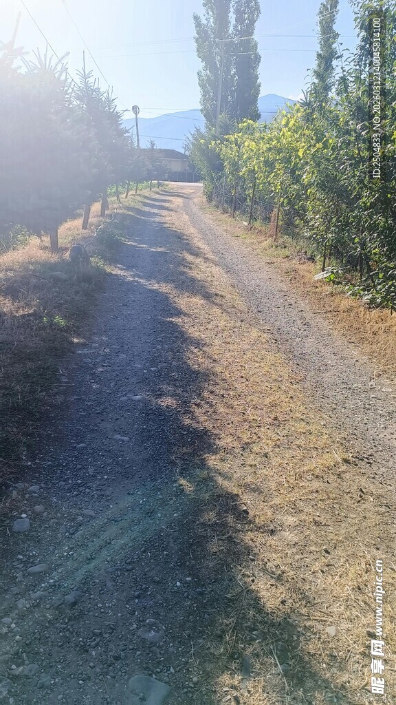 乡间小道沐浴灿烂阳光