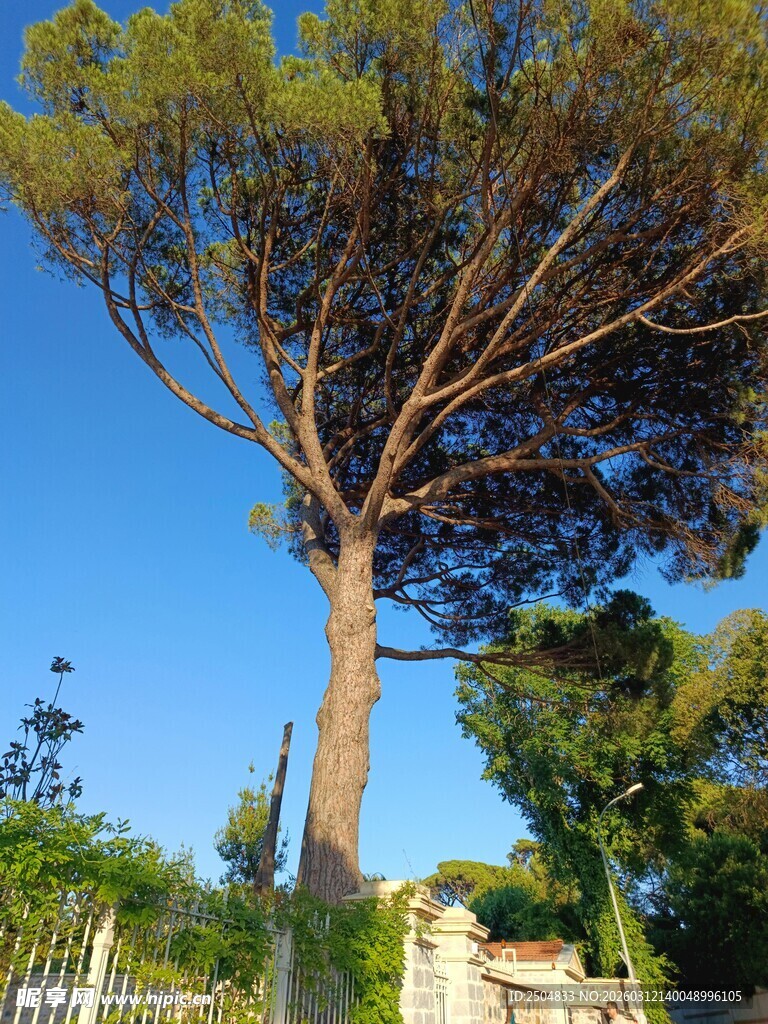 高大挺拔的户外树木