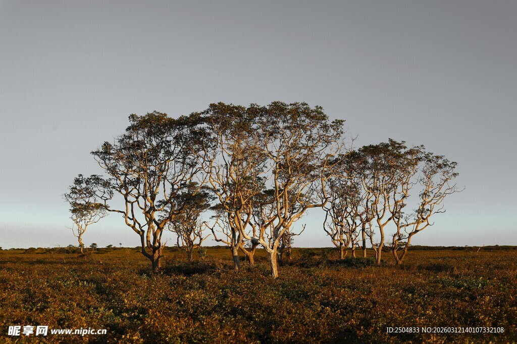 旷野中的树木景观