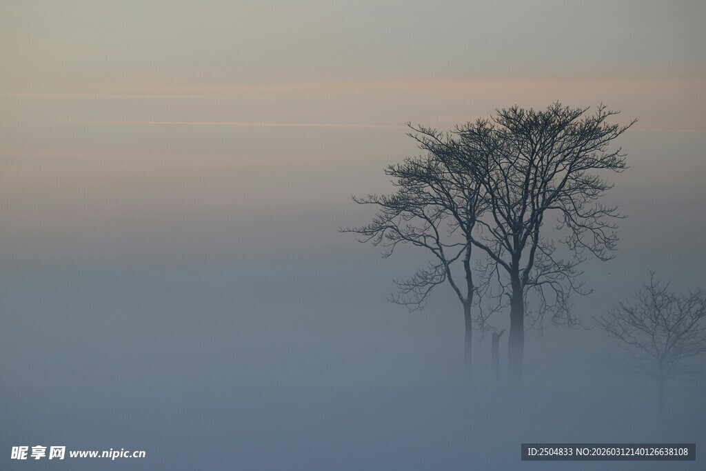 雾中孤树 静谧自然景象