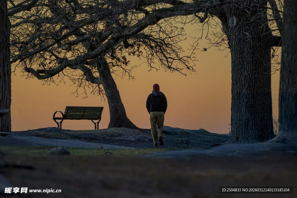 黄昏树下独行者