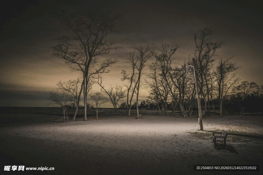 暗夜枯树旁的静谧场景