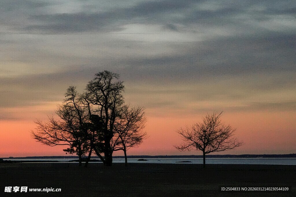 夕阳下的孤树景观