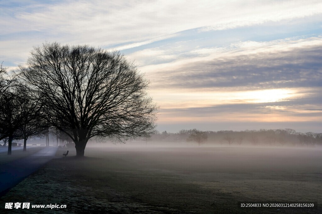 晨雾中的孤树与霞光