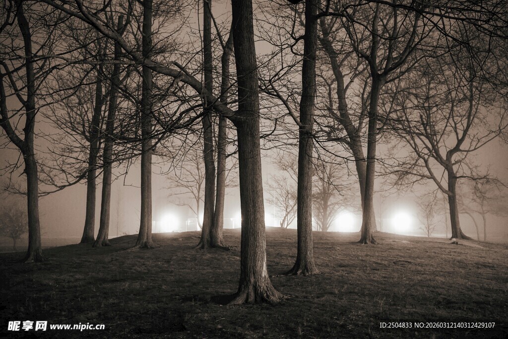 暗夜林间微光景观