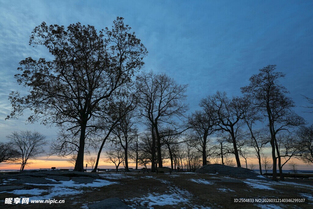 冬日旷野树木景观