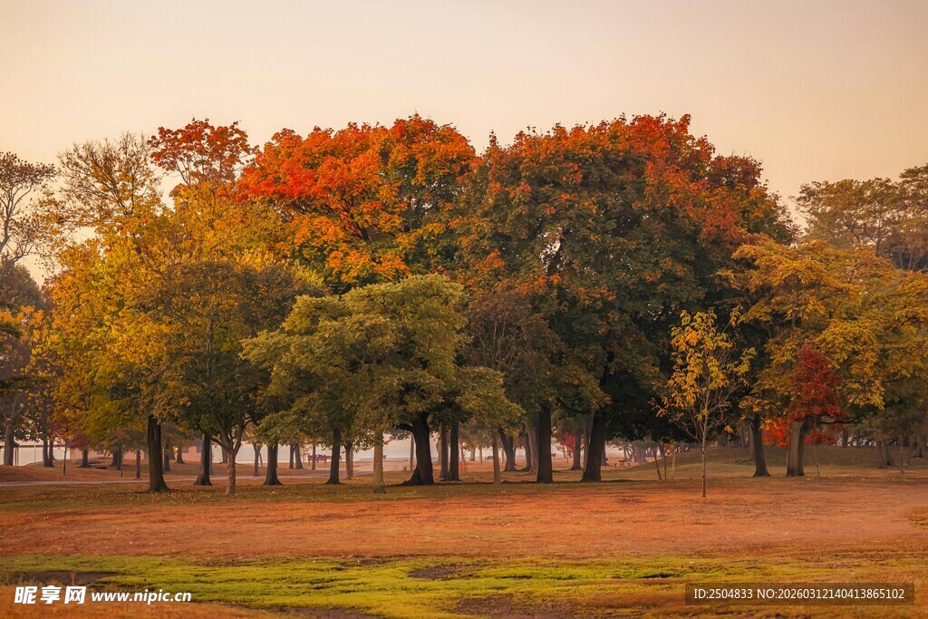 秋日多彩树林风景