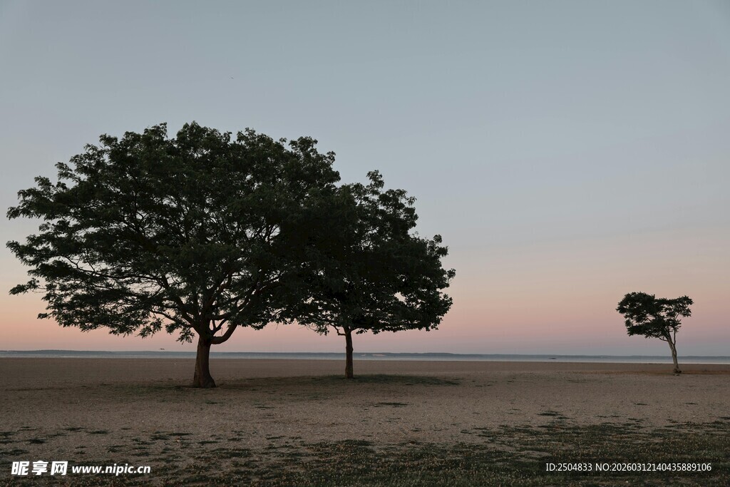 旷野孤树 静谧黄昏之景