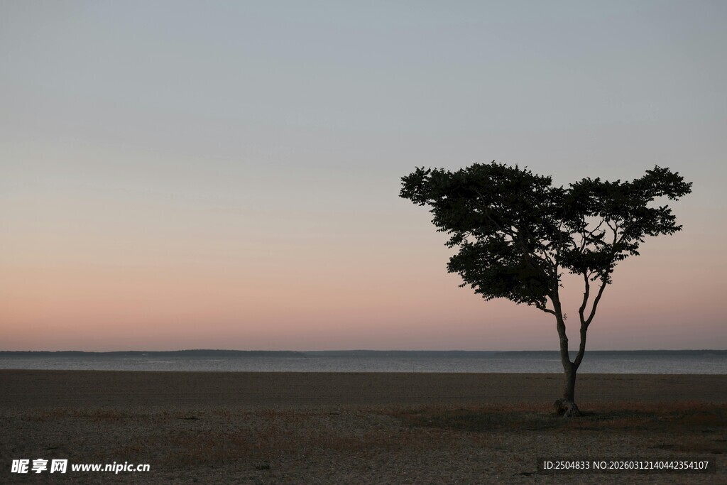 旷野孤树 日暮静谧之景