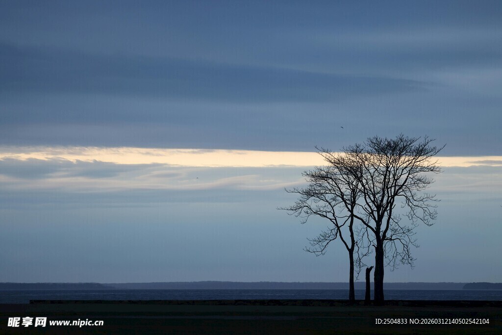旷野孤树 暮色中的静谧