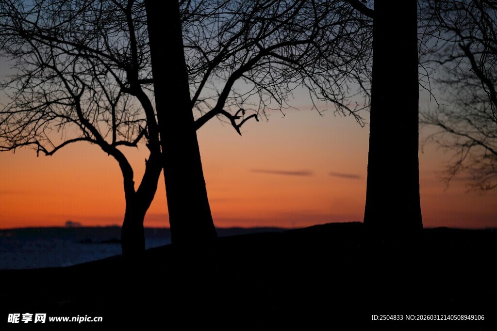 夕阳下的树木剪影
