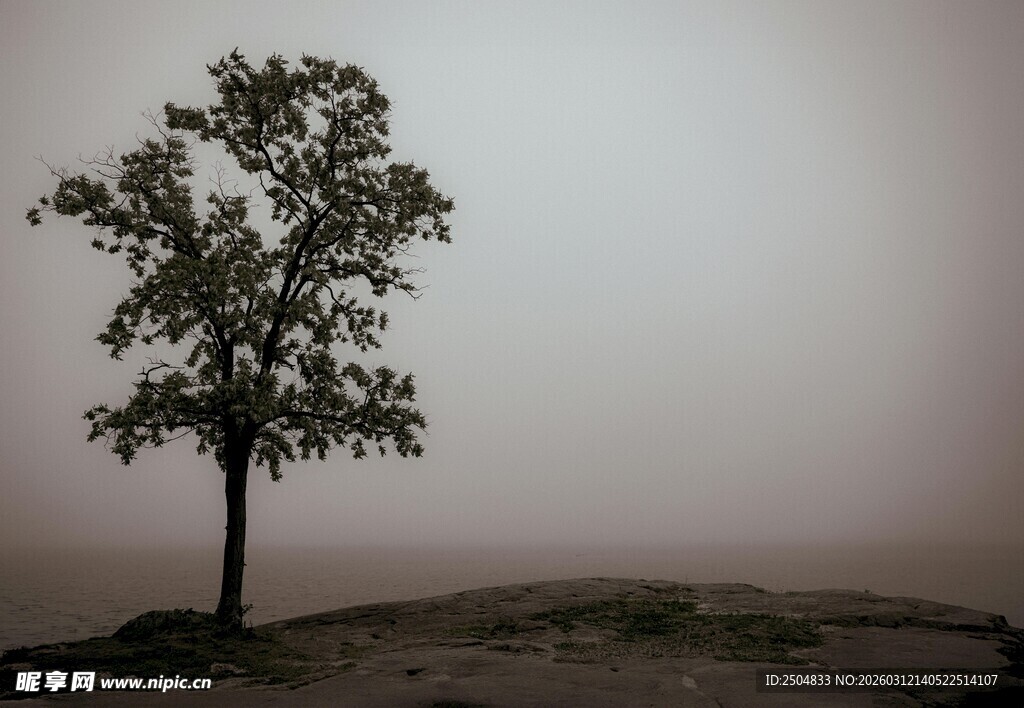 孤树屹立于雾霭之地