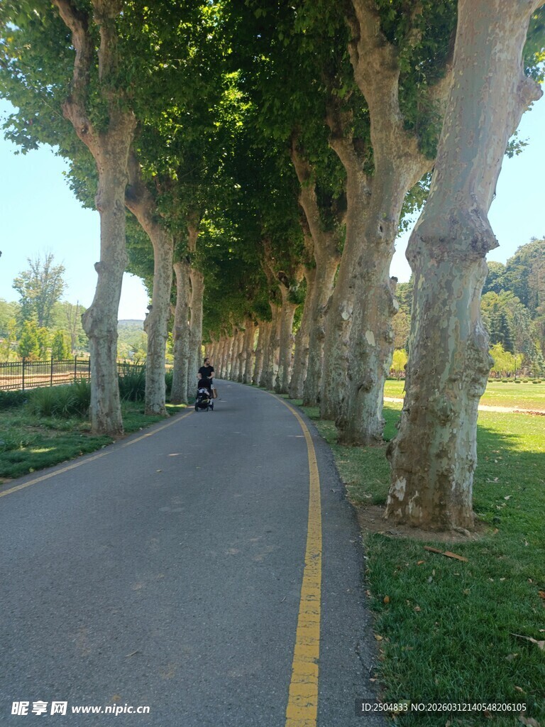 林荫大道 静谧骑行之路