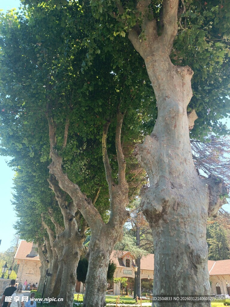 林荫大道的粗壮老树