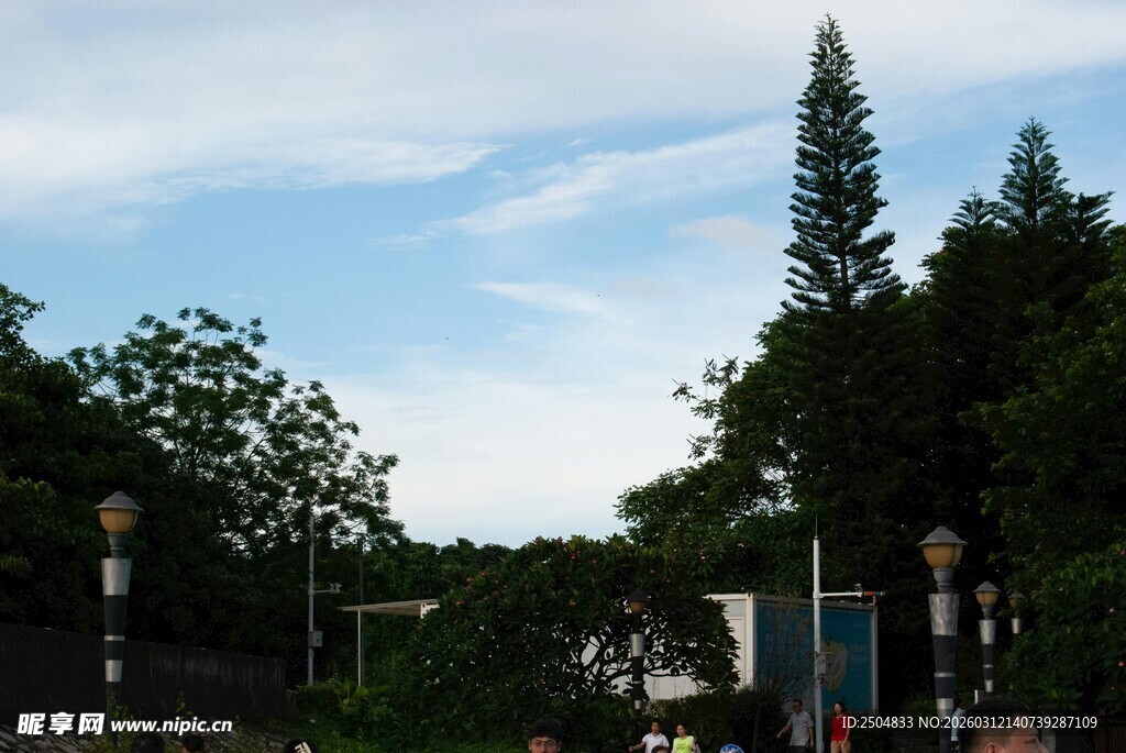 户外绿树蓝天景致