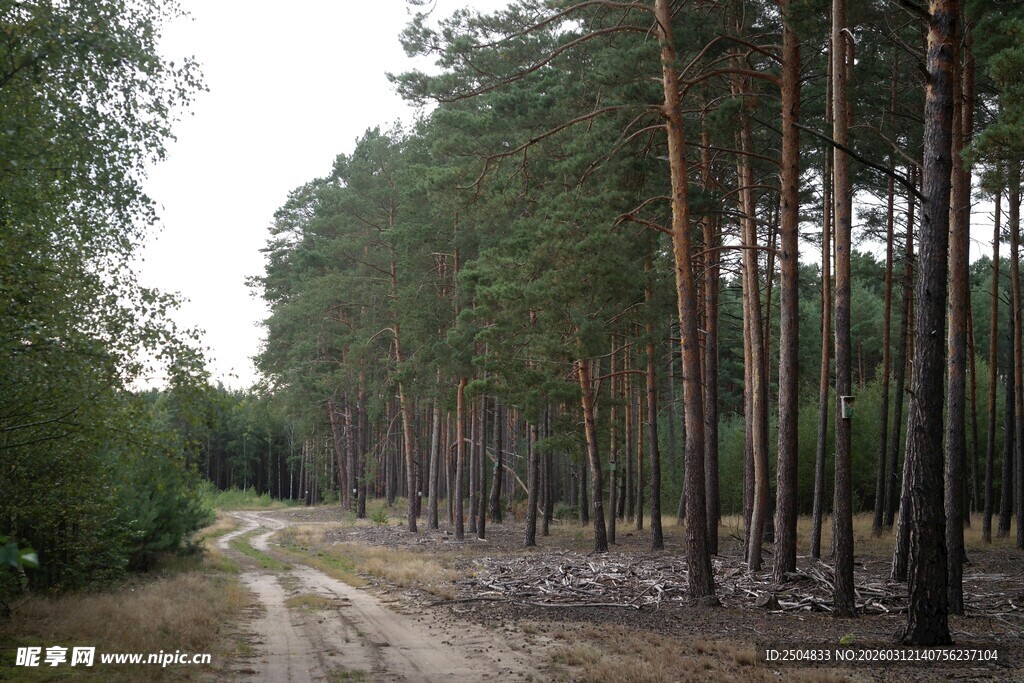 林间土路 静谧森林景致