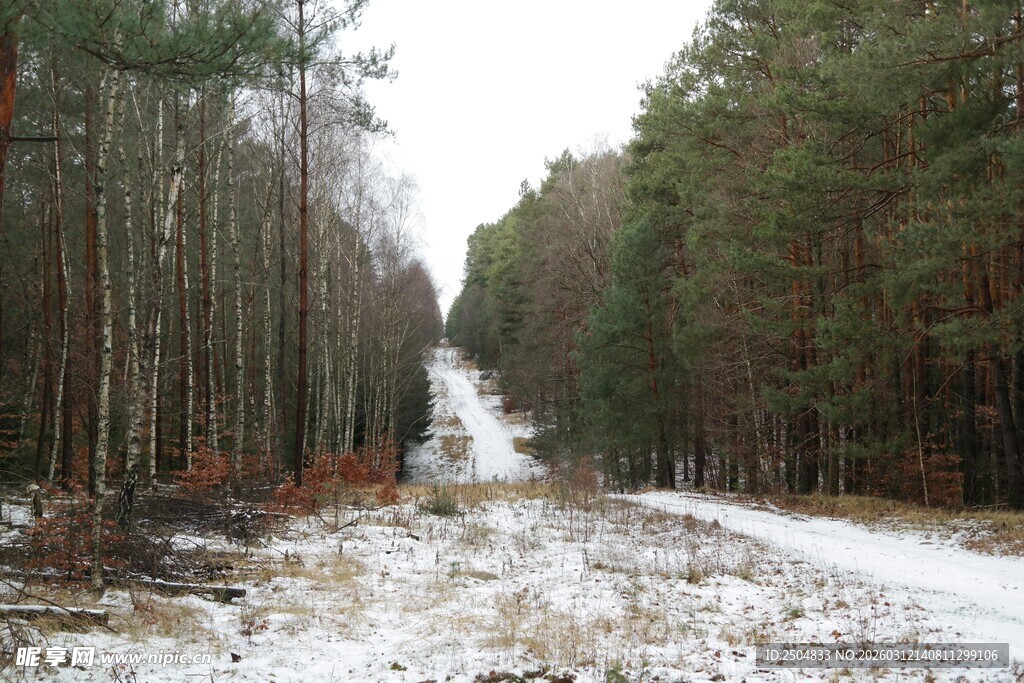 冬日林间雪覆小路