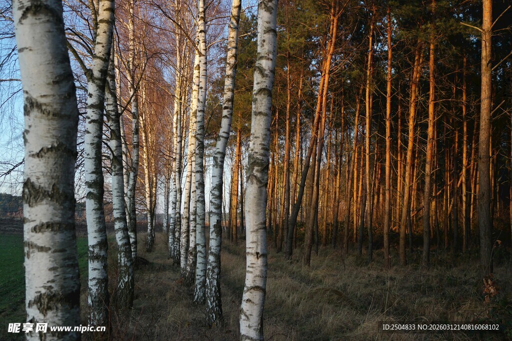 秋日白桦林美景