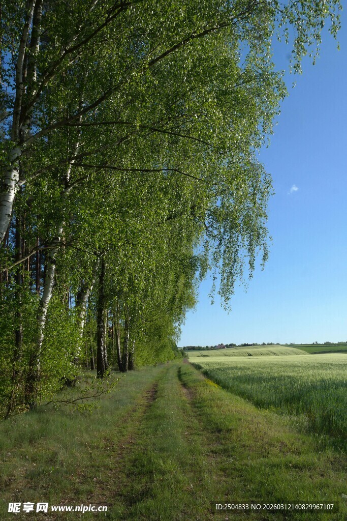 林间小道 绿意盎然的田野