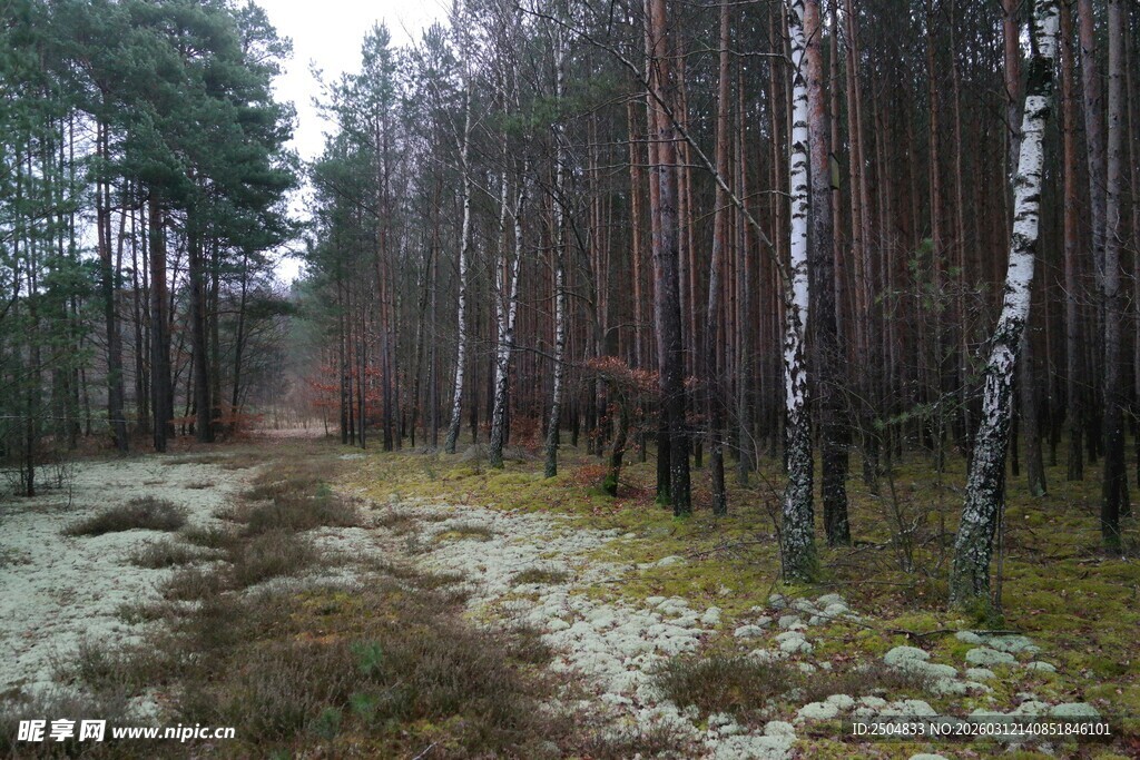 冬日静谧森林小径