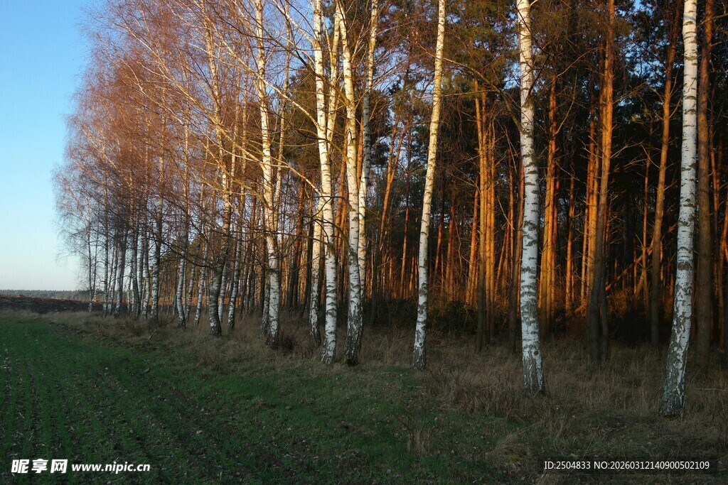 秋日田野边的白桦林