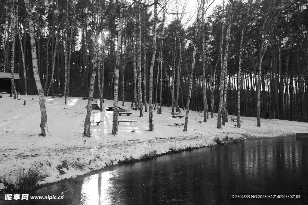 冬日湖畔树林黑白景致