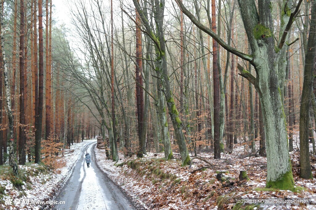 冬日林间覆雪小路
