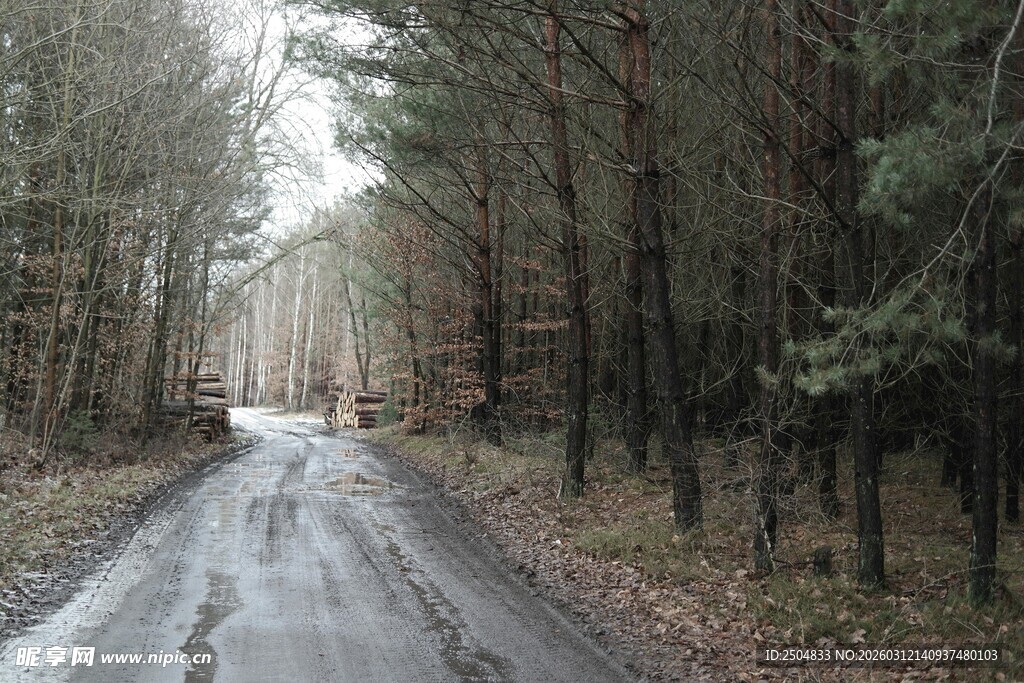 林间湿路 静谧自然之景