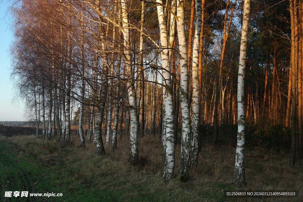 夕阳下的白桦林美景