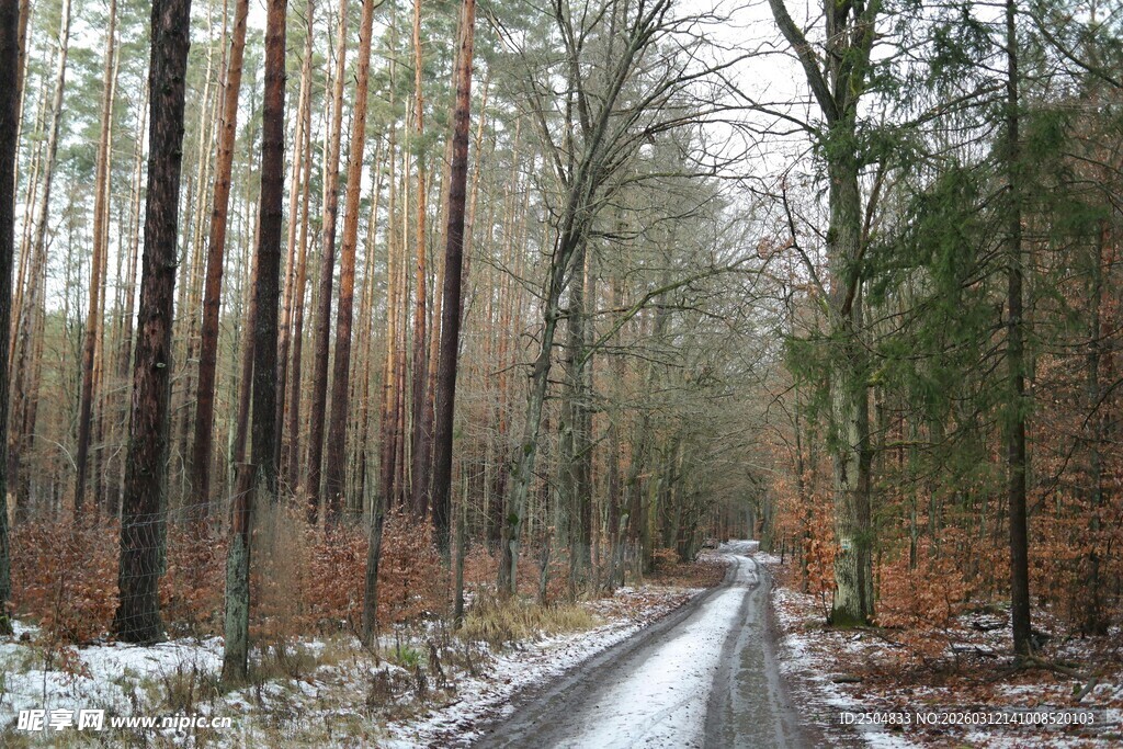 冬日林间雪中小径