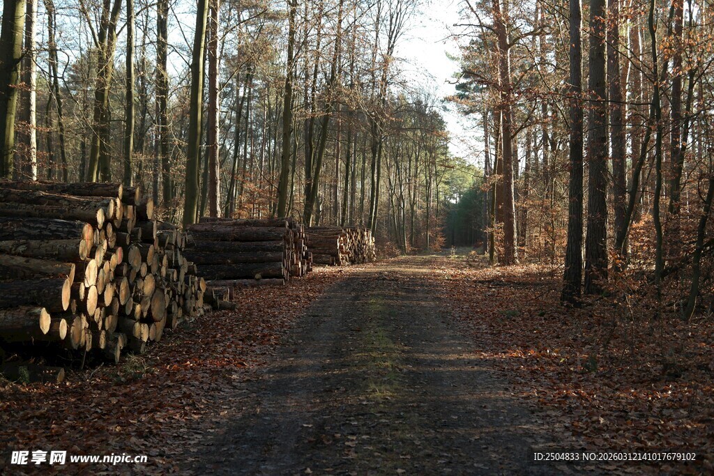 林间伐木场景