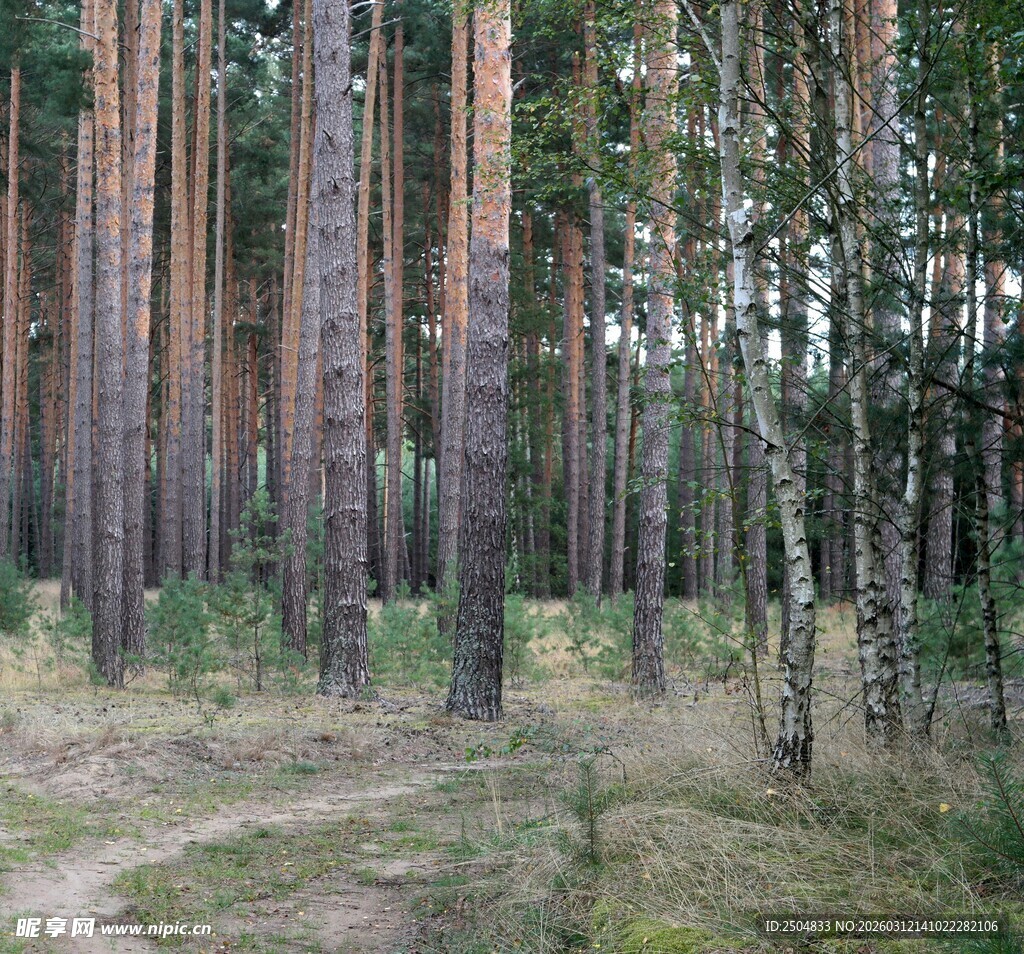 林间小径 静谧的松桦树林