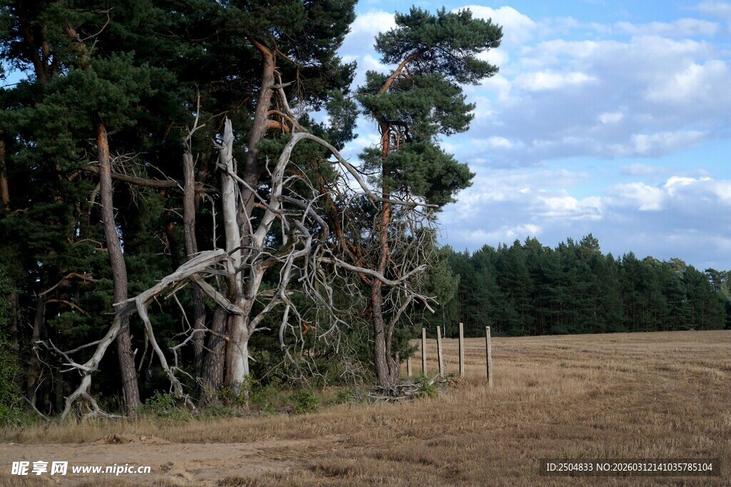 秋日枯树林与开阔田野