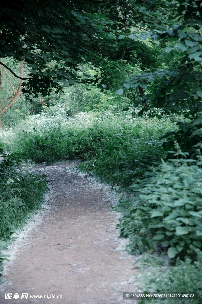林间幽静小径 绿意盎然