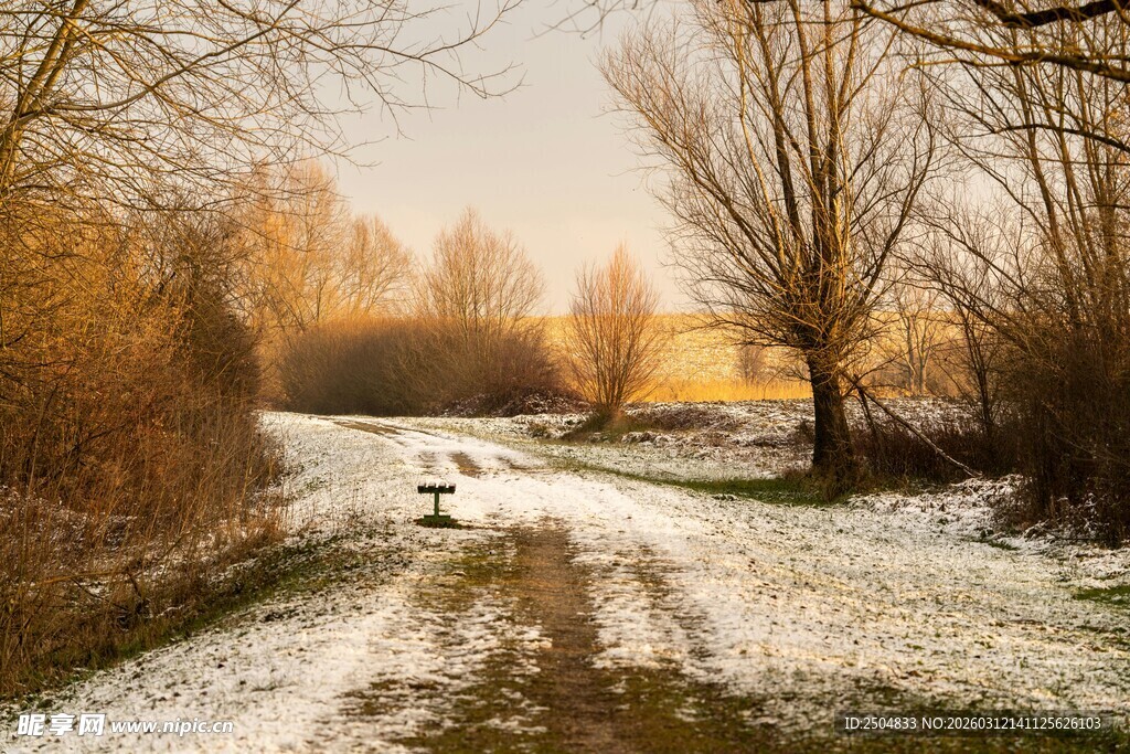 冬日雪覆林间小道