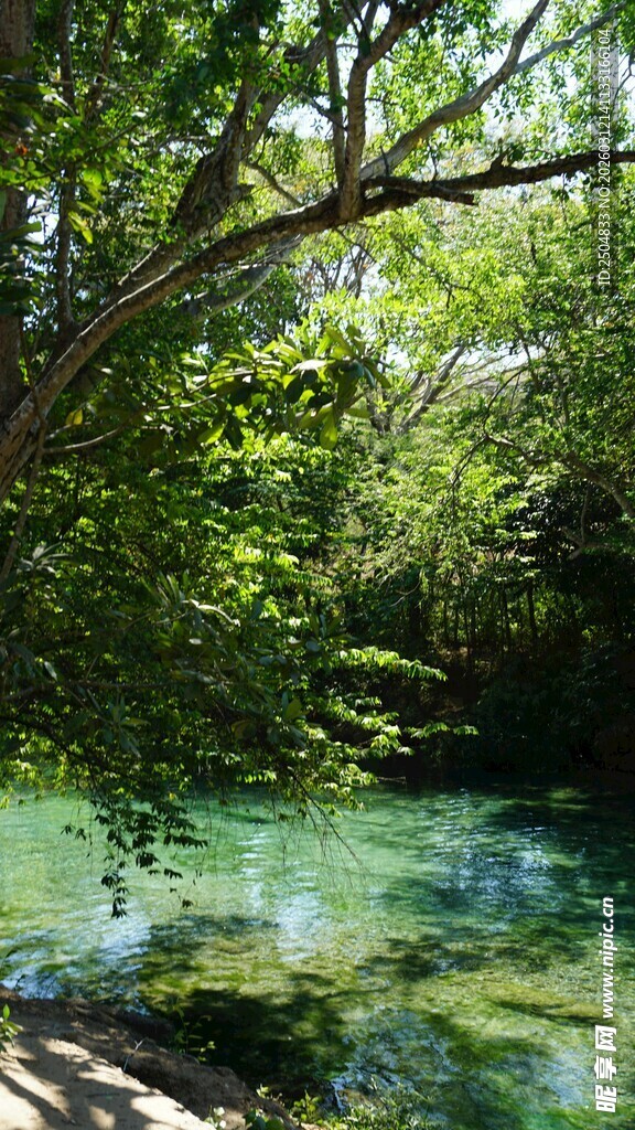 林间清澈溪流美景