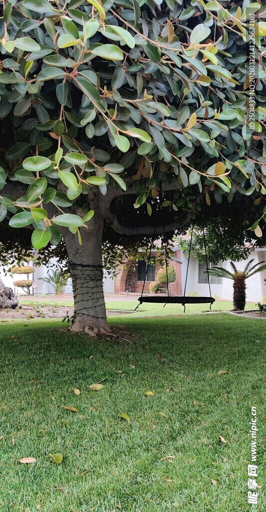 树下翠绿草坪风景