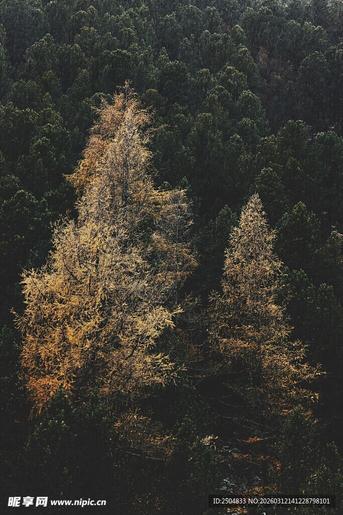 秋日山林中的挺拔树木