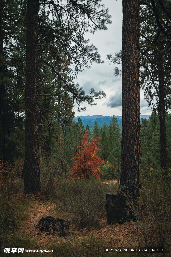 森林中的独特红树景观