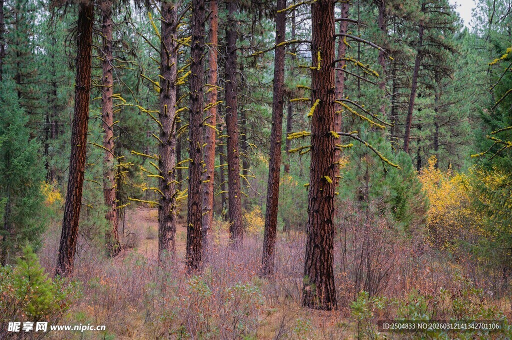 秋日森林中的挺拔树木