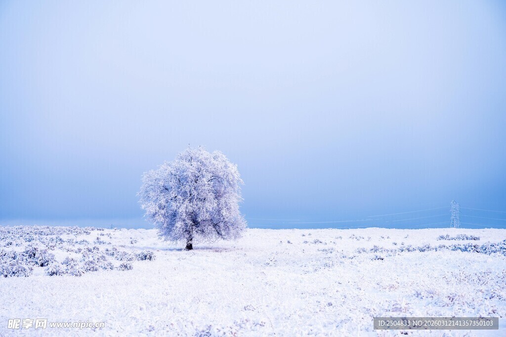雪野中的孤树
