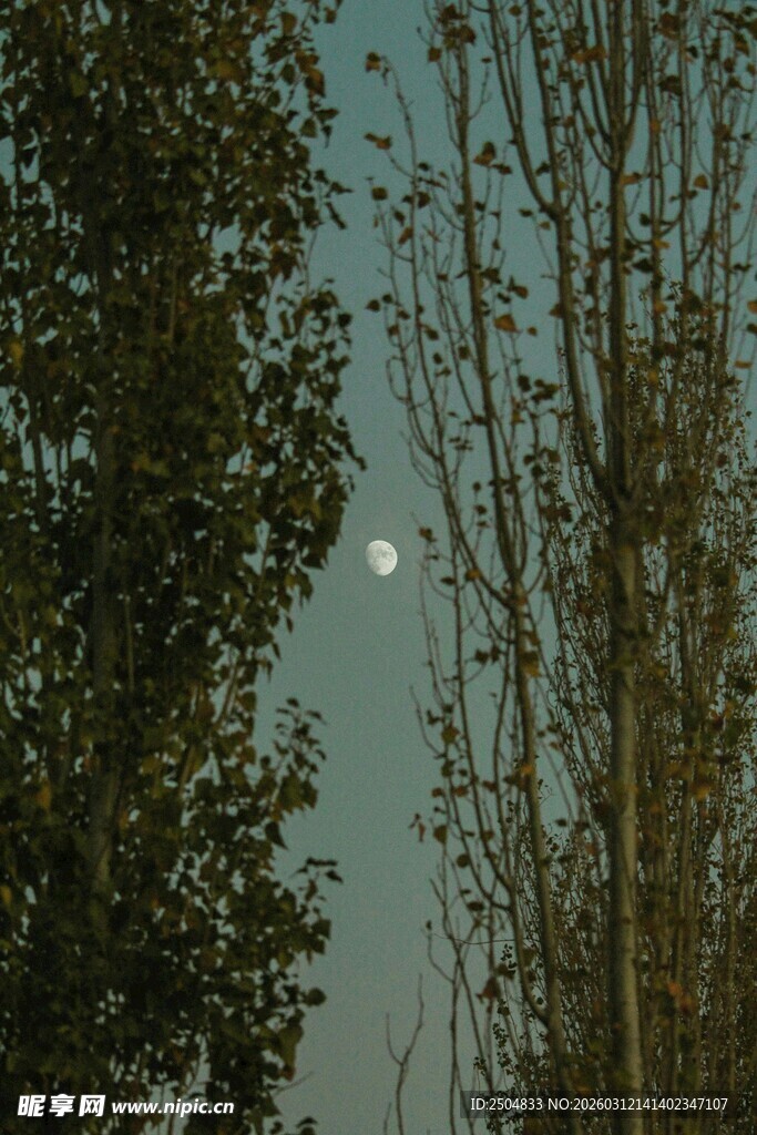 林间天空现朦胧月亮