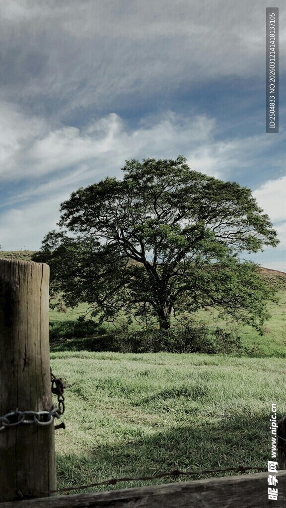 田园围栏旁的孤独大树