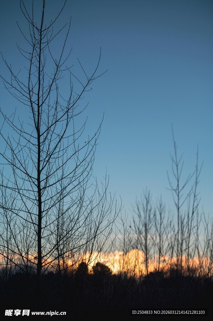 黄昏下的枯树剪影