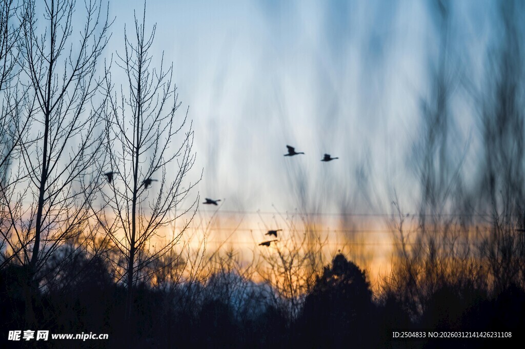 夕阳下飞鸟掠过萧瑟树林