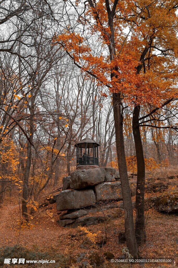 秋日树林中的瞭望小屋