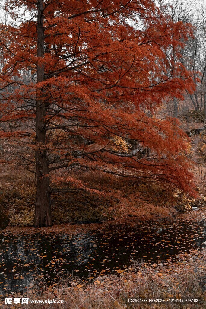 秋日红杉林美景