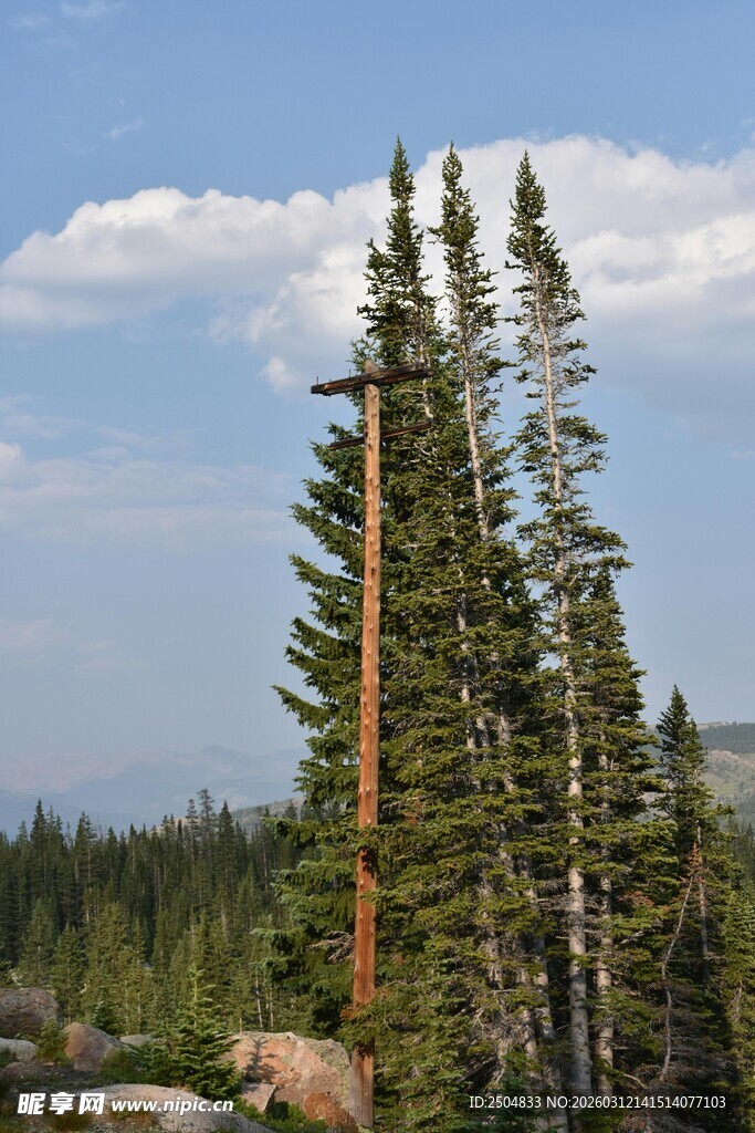 高山挺拔松树风景图