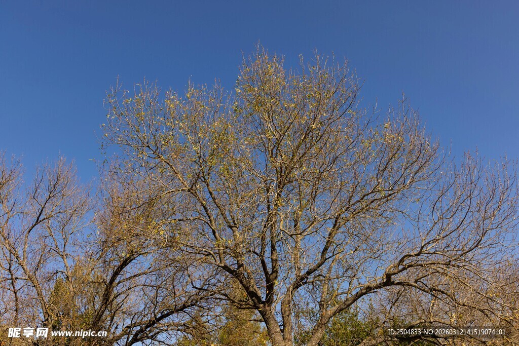 蓝天映衬下的枯树